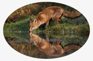 Red-fox - - Lisica U Sumi