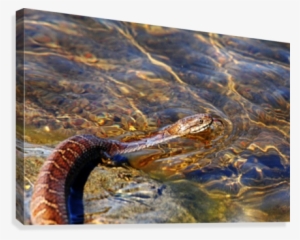 Northern Water Snake Tongue Sensor Canvas Print - Northern Water Snake