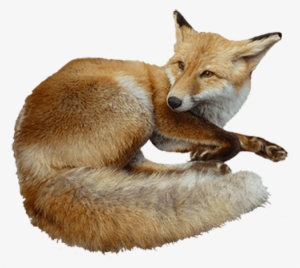 Free Png Fox Png Images Transparent - Clipart Animals Real