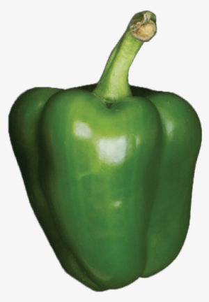 1 Unit - Green Bell Pepper