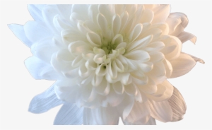 Aesthetic People With White Flowers Pictures To Pin - White Chrysanthemum Transparent
