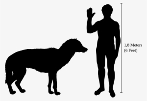 Beringian Wolf Size - Dire Wolf Size