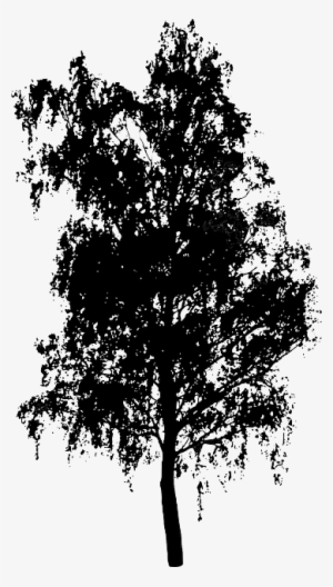 Tree, Bush, Nature, Leaves, Trunk, Silhouette - Die Drachen Von Estya