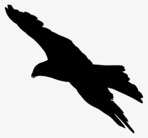 Animal Bird Eagle Favorites Silhouette Eag - Silhouette Of A Bird Flying