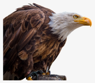adler,white tailed eagle,bald-eagle,bald eagle,bill,bird - Орел png