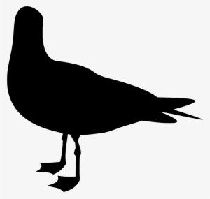 Download Png - Gulls