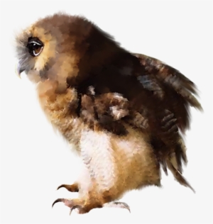 Owls - Bella Godiva