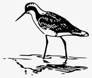 Phalarope Bird Standing In Water Sketch - Shorebird Clip Art
