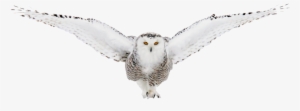 White Owls - Snowy Owl