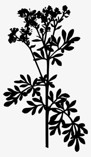 This Free Icons Png Design Of Common Rue