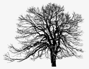 Tree Plants Oak Silhouette Trunk - Transparent White Silhouette Tree