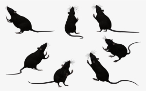 Rat Silhouette Png Png Royalty Free - Rats Black And White