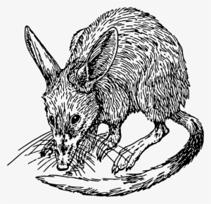 Mouse, Cartoon, Rat, Animal, Rodent, Tail, Fur - Bandicoot Clipart