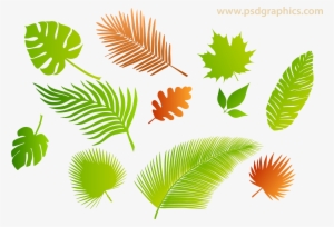 Leaves Isolated Png