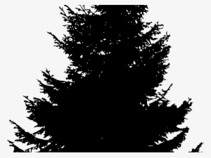 Pine Trees Silhouette - Black And White Pine Tree