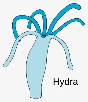 Open - Easy Diagram Of Hydra