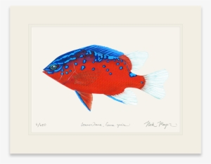 Juvenile Garibaldi - Tropisches Fisch-zeichnen Karte