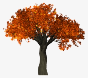 Bäume / Trees - Autumn Tree Png