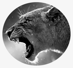 Grassland Angry Lion Animals Font B Big B Font Font - 4k Wallpaper Macbook Air