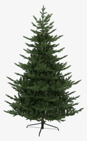 Christmas Tree Brekstad - Pine Tree On White