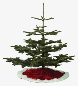 Silver Tip Christmas Trees - Types Of Christmas Tree