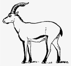 Drawing Horns Goat Horn - Goat Png Drawing