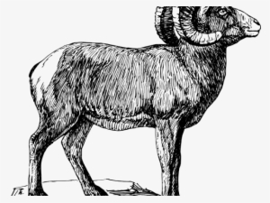 Horns Clipart Big Goat - Bighorn Sheep Black And White