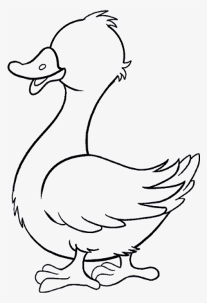 How To Draw A Duck In A Few Easy Steps - Duck Drawing