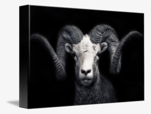 Ram Are So Beautiful - Gallery-wrapped Canvas Art Print 16 X 10 Entitled Portrait