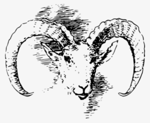 Bighorn Sheep Goat Wild Sheep Cattle - Artwork Kepala Domba
