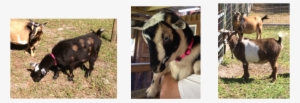 Like All Goat Owners Know, The More You Have, The More - Goat