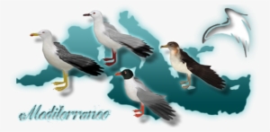 Sea Wings Zerosvalmont Mediterranean - Wiki