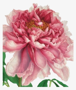 Alice X Zhang Pinterest Flowers And - Historical Art Of Flowers Watercolor