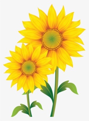 Sunflowers Png Simple Watercolor Picture Free Stock Transparent