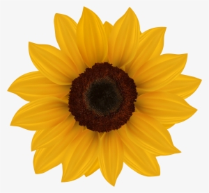 Sunflower Png Clipart Image - Sunflowers Clipart