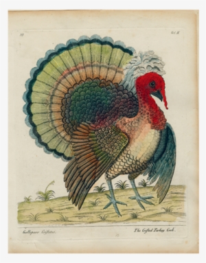 Crefted Turkey - Eleazar Albin