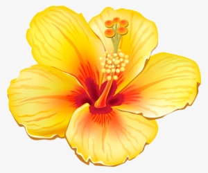 Tropical Orange Hibiscus Png - Yellow Hibiscus Shower Curtain