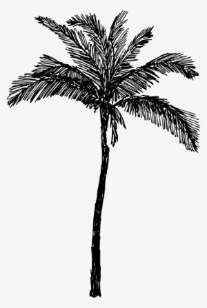 Palm Trees Drawings