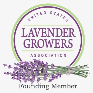Us Lavender Growers Founding - Urban Platter Dried Lavender Flowers (from Kashmir),