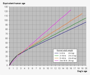 Dog And Human Year Graph - Graphs About Dog Life Expectancy