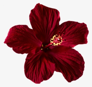 Dark Red Hibiscus By Jeanicebartzen - Mexican Flowers