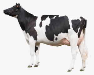 Cow Looking Left - Cow Png