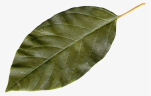 Autumn Png Leaf - Transparent Leaf Png