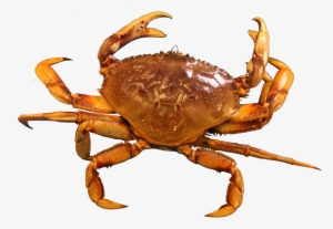 Best Free Crab Png - Crab Image Png