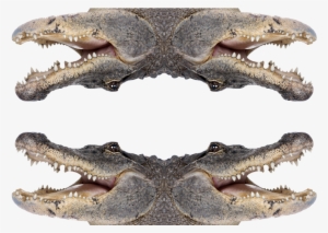 Role Of Habitat In Crocodilian Communication