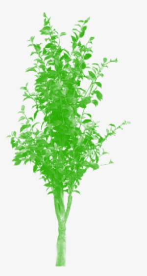 Bamboo Tree Png - Portable Network Graphics
