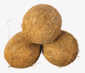 Coconut Trio - Coconut Images Png
