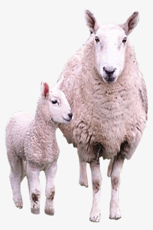 Sheep Png Images - Sheep And Lamb Png