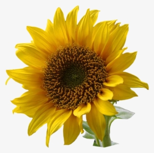 A Sunflower-edited - Flowers With Transparent Backgrounds