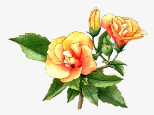 Hibiscus - Rosemallows